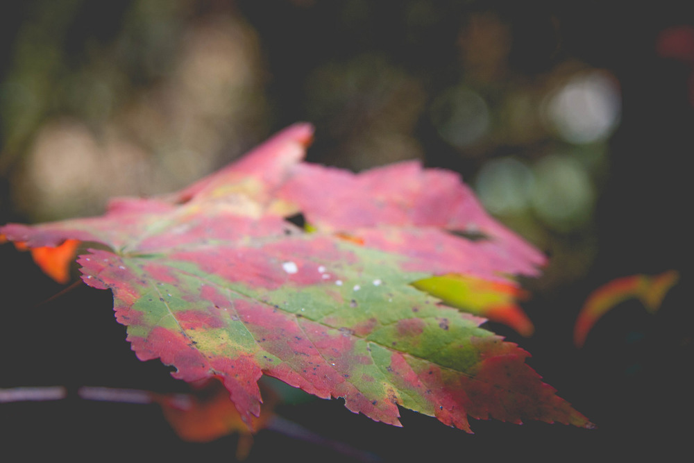 It is fall in the mountains